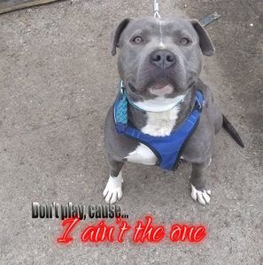 Meet your Posher, Querone